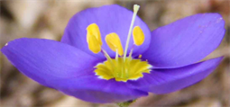 Photography of Flowers